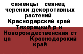 саженцы , сеянец , черенки декоротивных растений - Краснодарский край, Тихорецкий р-н, Новорождественская ст-ца  »    . Краснодарский край